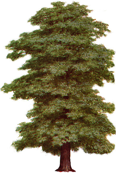 clip art tree. tree-clipart-1.jpg