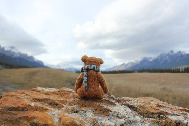 Teddy Bear in the wild